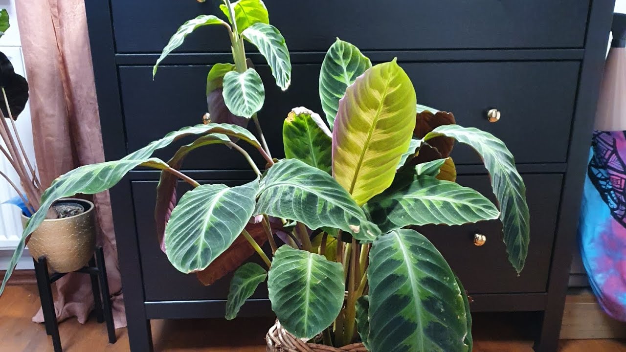Calathea Warscewiczii vermehren