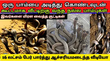 ஒரு பாம்பை அடித்த மறுநிமிடம் | வீட்டிற்கு கூட்டமாக வந்த நாகப்பாம்புகள் | அலறி ஓடிய குடும்பத்தினர் |