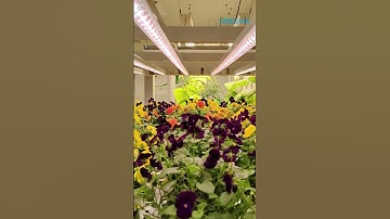 Ledestar - Planting Laboratory