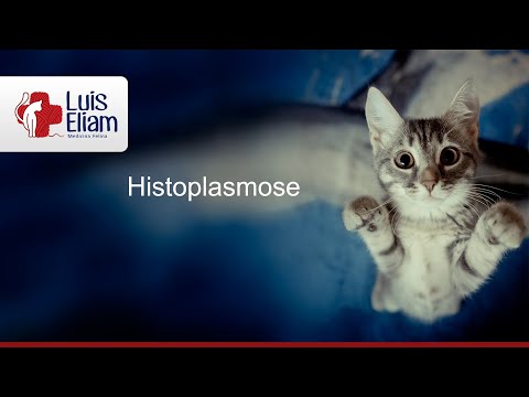 Vídeo: Infecção Fúngica (histoplasmose) Em Gatos
