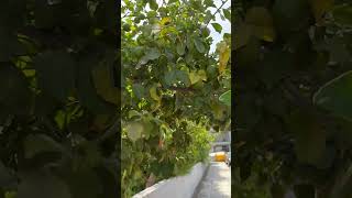 Lemon Tree #citrus #garden #everywhere #lemon #cyprus