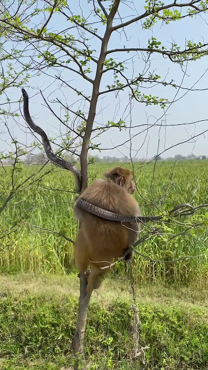 wao! black cobra naag vs monkey on tree #viral #short #1million