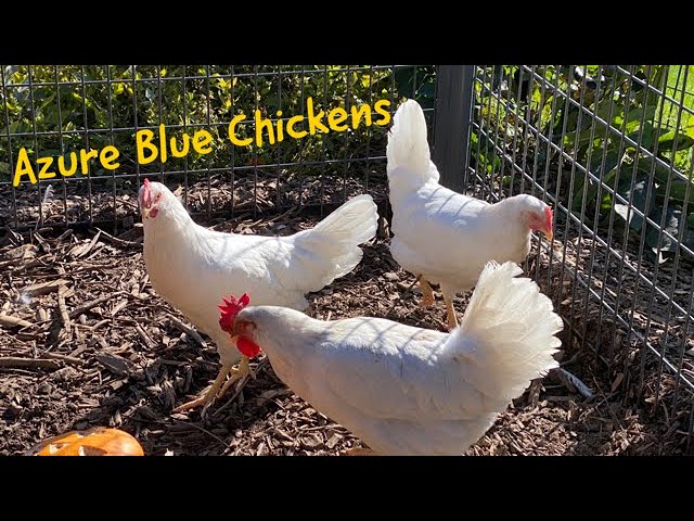 Our New Azure Blue Chickens 