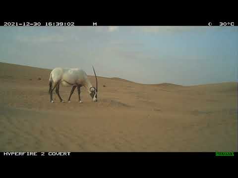 Arabian oryx Dubai