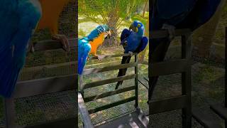 🦜 Talking Parrots Conversation | Cute & Funny Macaws 💙💛#Parrot #TalkingParrots #Macaw #Birds