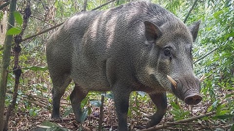 POV: Hunting Wild Boars in the Jungle | Traditional Style Indonesia