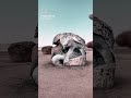 الرسام هذا مبدع الصراحه