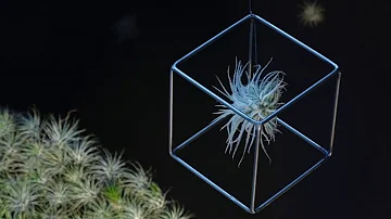 Où placer un Tillandsia ? Où placer un Tillandsia ?