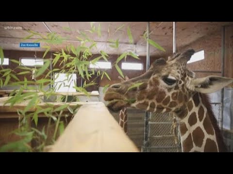 Zoo Knoxville mourns