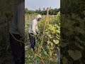 Smart techniques for weeding vines -Agriculture farming #shorts