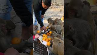 monkey ate one box junar fruits #feedinganimal