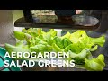 Aerogarden salad greens demo from sprouting to harvest days 321