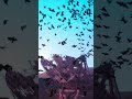 “Circling From Above” is here! #shorts