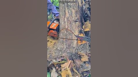 tricks for cutting down exotic teak trees