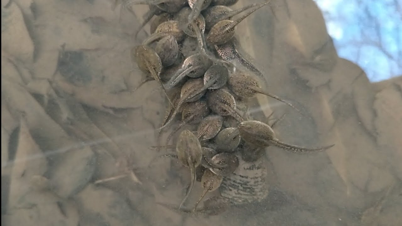 【神奈川】春爛漫！里山で冬眠明けの生き物を探す