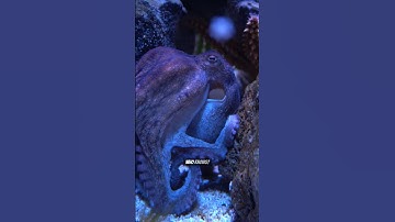 We’ve Explored Only 5% of the Ocean 🌊🤯 | What’s Hiding Below?