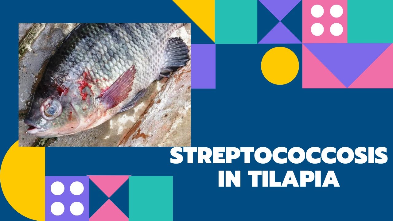 Streptococcosis in Tilapia (Telugu) YouTube