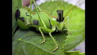 Crickets at 100% 25% and 10% speed