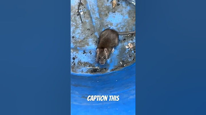 Rat was captured and released. #rat #funny #jumpscare #nature #raton #rats #rodent #laugh