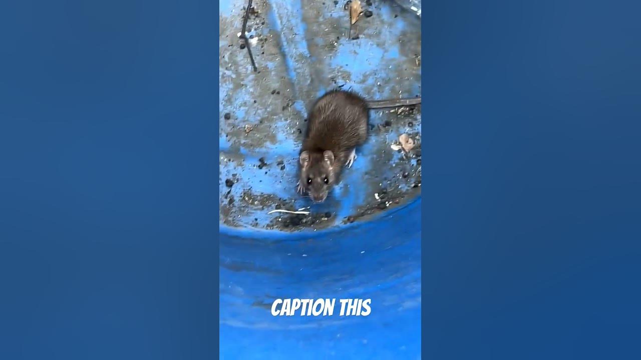 Rat was captured and released. #rat #funny #jumpscare #nature #raton #rats #rodent #laugh Rat was captured and released. #rat #funny #jumpscare #nature #raton #rats #rodent #laugh