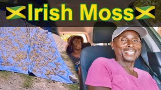 Hunting for Sun-Dried Irish Moss in Rural Jamaica with Waynie
Tom, Madge, and Waynie explore the lush and authentic landscapes of rural Jamaica in search of sun-dried Irish Moss. Their journey, far beyond a simple shopping trip for wheel bearings, unveils the vibrant life in Jamaican villages, capturing heartwarming moments, local traditions, and the beautiful simplicity of rural living. Join them as they navigate through Golden Grove, Cheswick, and the Irish Moss-drying neighborhood of Top House in Dalvey, sharing love, laughter, and community spirit along the way.
PayPal link is on the channel page: youtube.com/@RedButtonJournal
#IrishMoss #Jamaica #SunDriedIrishMoss #JamaicanVillageLife #GoldenGrove #TopHouse #LocalTraditions #CommunitySpirit #ScenicJamaica #RealJamaica #Community #jamaicavlog #vlog #internationalcouple #jamaicanculture Hunting for Sun-Dried Irish Moss in Rural Jamaica with Waynie