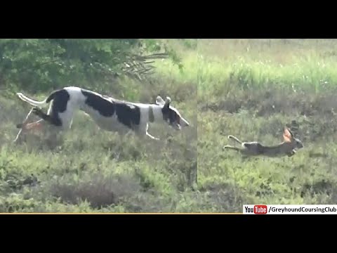 Dog chasing rabbit | Greyhound vs Hare 
