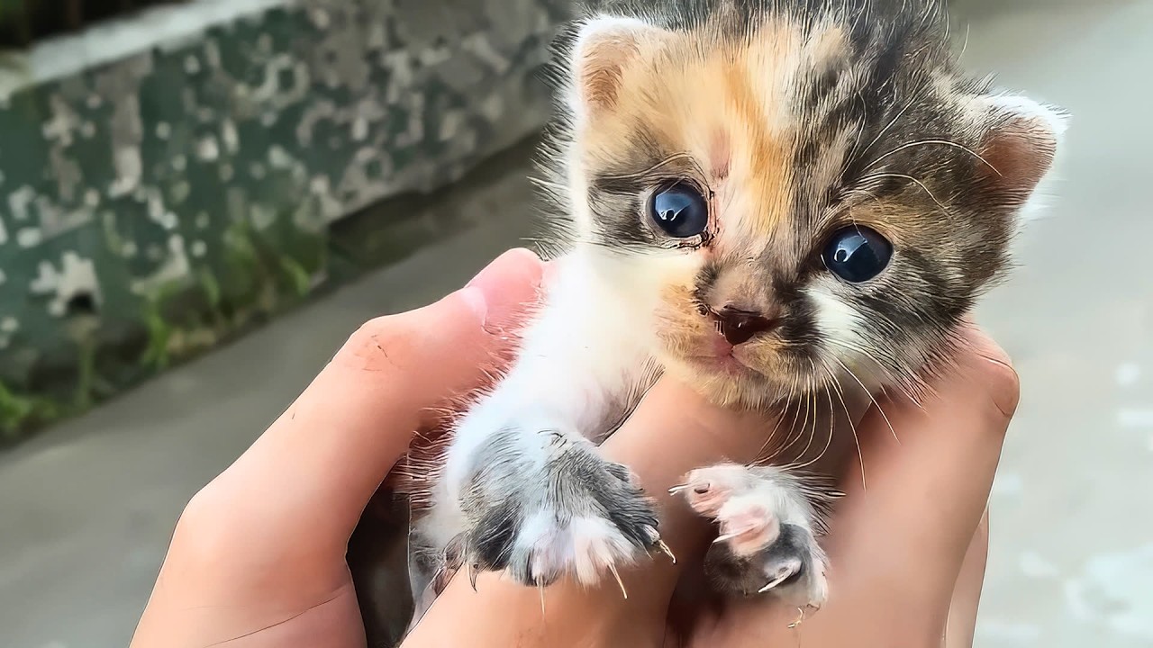 Маленький бездомный котёнок поковылял ко мне и остановился у моих ног, словно прося взять его