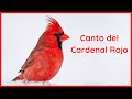 CANTO del CARDENAL ROJO (1 Hora) 🐦🎶🔊