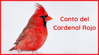 CANTO del CARDENAL ROJO (1 Hora)