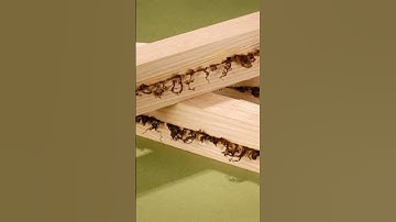 I Melted Wood With Friction