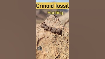 Untold Stories of Prehistoric Crinoid Fossil / #fossilhunting #fossilhunter #fossil #geology