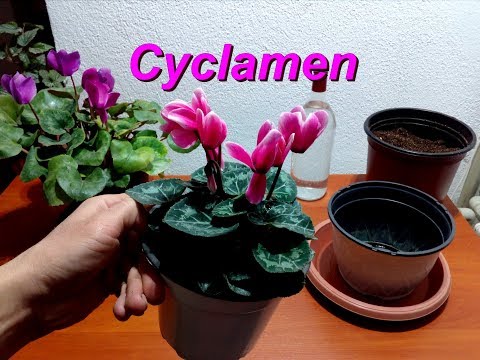 Video: Cyclamen Repotting Tips - Yuav Ua Li Cas Repot Ib Cyclamen Cog