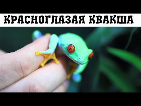 Красноглазая квакша - одна из самых красивых лягушек планеты
