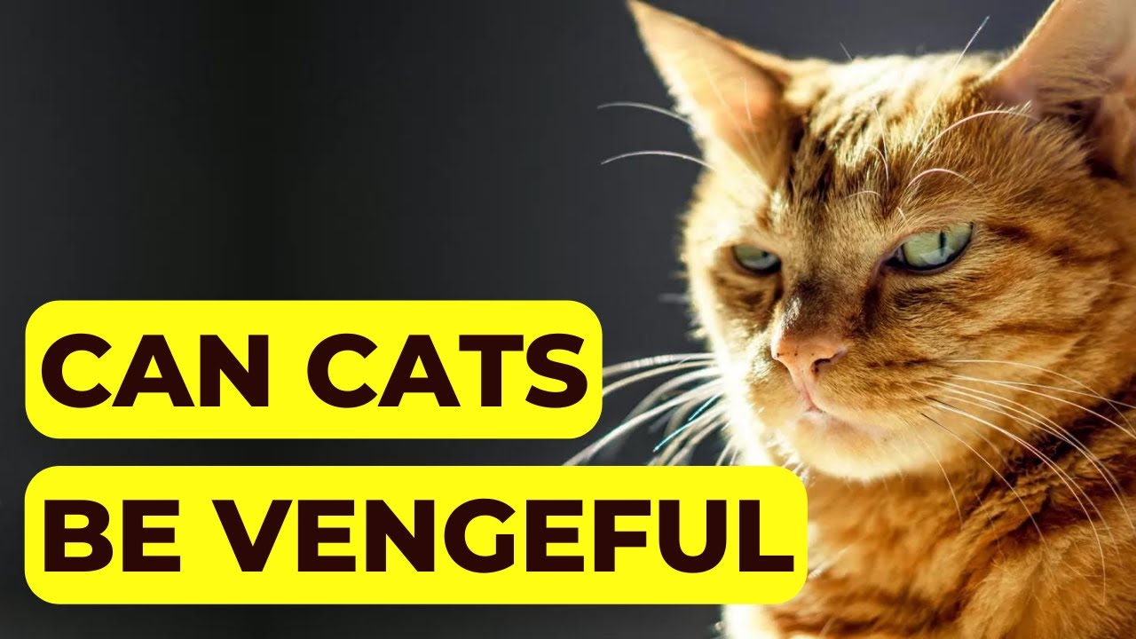 Do Cats Hold Grudges? Can Cats be Vengeful? YouTube