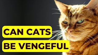 Do Cats Hold Grudges? Can Cats be Vengeful?