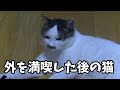 気が付いたら家猫がしれーっと外出してた話