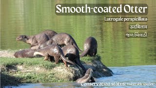 Meet the SmoothCoated Otter #otter