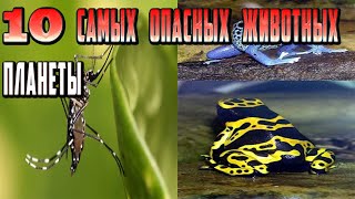 10 самых опасных животных планеты