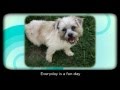 A Time 4 Paws Pet Hotel A Time 4 Paws Pet Hotel