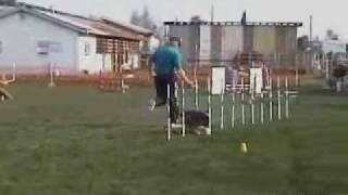 Robbie at the VAST USDAA Dog Agility Trial