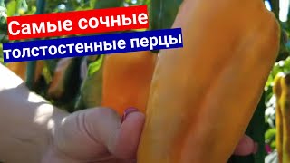 Перцы Толстостенные Выращиваю На Рассаду Только Из Этих Семян! Урожай Ломает Кусты!