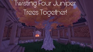 How to twist four juniper trees together! - Palia