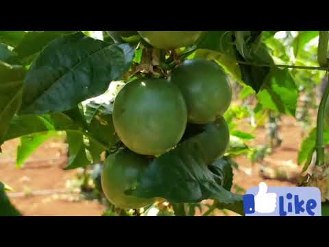 Video: Passion Flower Fruit Rot - Reasons For Rotten Passion Fruit On Plants