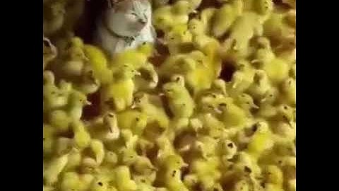 ПЕСНЯ Цып цып цып, мои цыплятки
