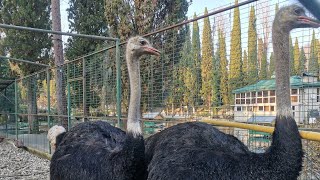 ЖИВУ В ДЕРЕВНЕ Строю сама | УТЕПЛЕНИЕ Завалинка фундамент отмостка СВОИМИ РУКАМИ часть 2 видео