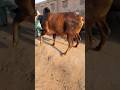 program to badhiya #music #song Qurbani ka janwar heavy Gold