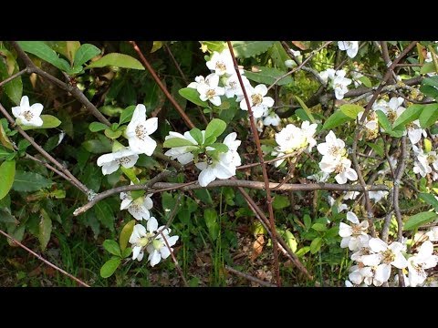 Vídeo: Blancs De Codony Japonès - Chaenomelesa