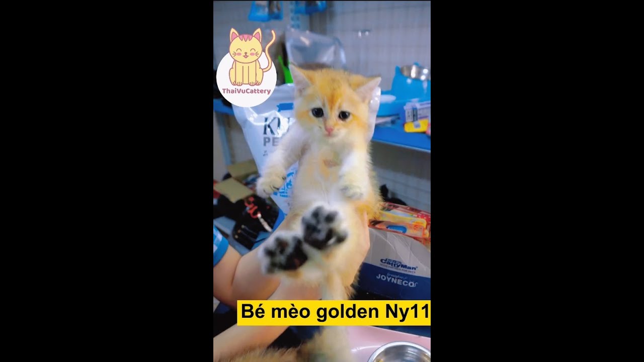 #51: Giới thiệu Bé mèo golden đực Ny11 - youtube