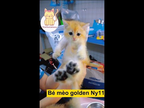 Video #51: Giới thiệu Bé mèo golden đực Ny11 - youtube