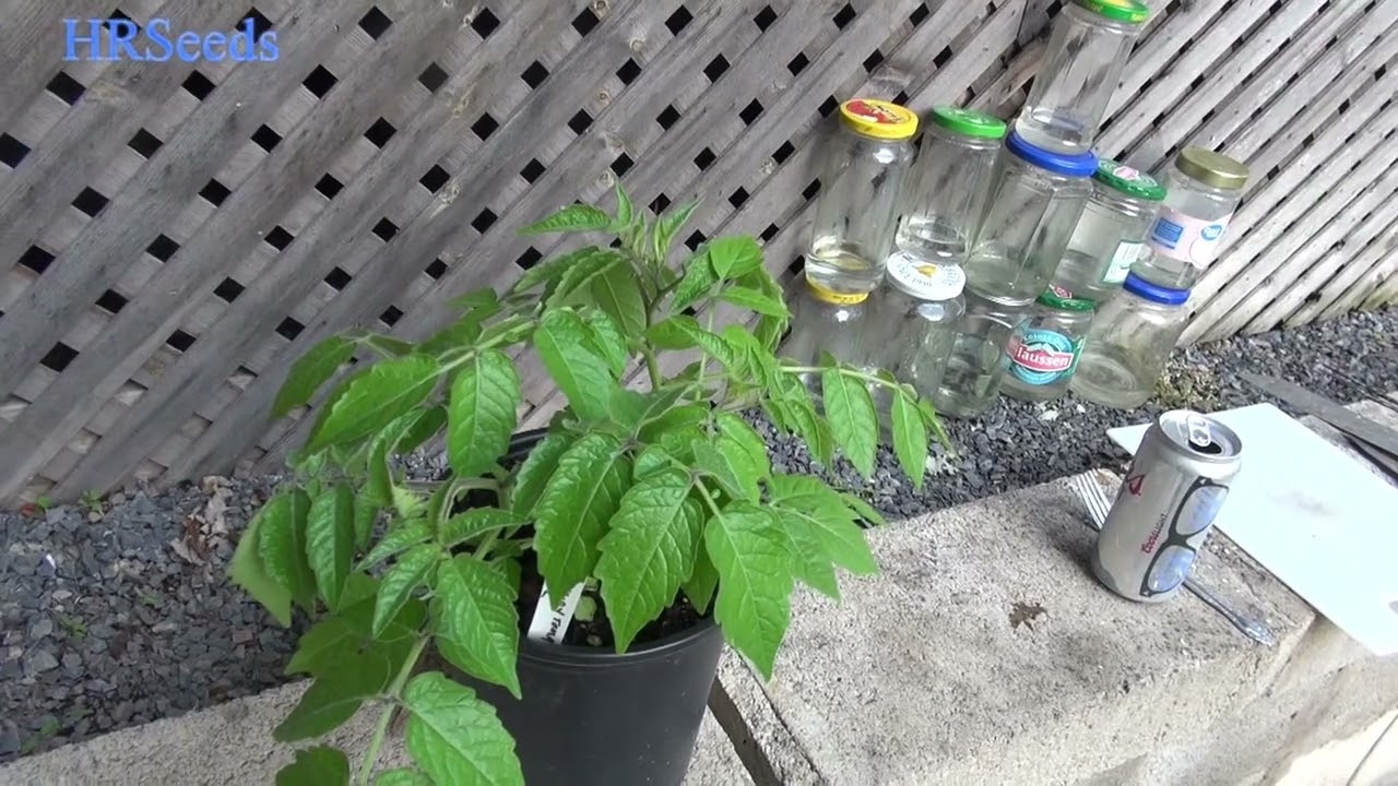 ⟹ Wild Hairy Tomato | Solanum habrochaites